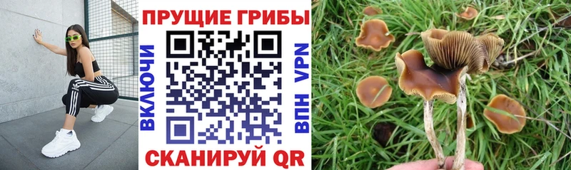 купить закладку  Мостовской  Галлюциногенные грибы Magic Shrooms 